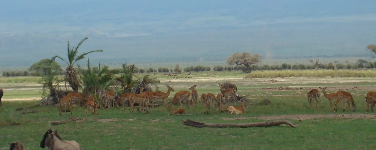 Luxury Eastern Africa Safari-1